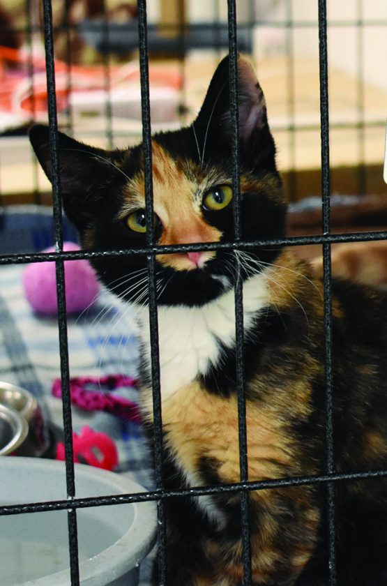 No room Clinton County SPCA filled to the brim with dogs waiting for